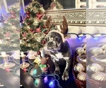 Small Photo #41 French Bulldog Puppy For Sale in BUSHKILL, PA, USA