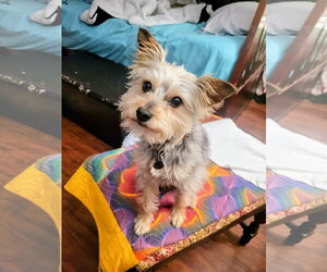 Mutt Dogs for adoption in Alexandria, KY, USA