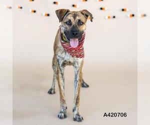 Labrador Retriever-Unknown Mix Dogs for adoption in Conroe, TX, USA