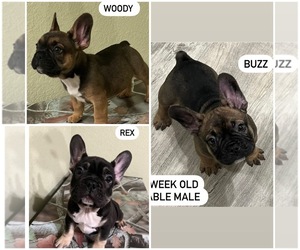 French Bulldog Puppy for sale in FANNING SPRINGS, FL, USA