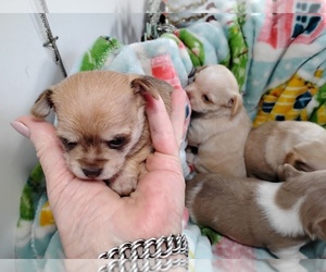 Chihuahua Puppy for sale in WOODRIDGE, NY, USA
