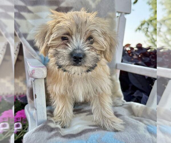 Medium Photo #4 Morkie Puppy For Sale in WILLIAMSBURG, IN, USA