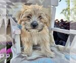 Small Photo #4 Morkie Puppy For Sale in WILLIAMSBURG, IN, USA
