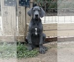 Small #2 Great Dane