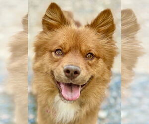 Pomeranian-Unknown Mix Dogs for adoption in West Cornwall, CT, USA