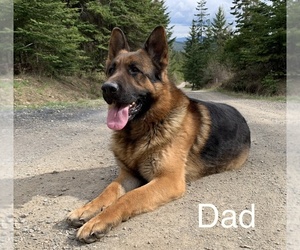 Father of the German Shepherd Dog puppies born on 06/21/2022