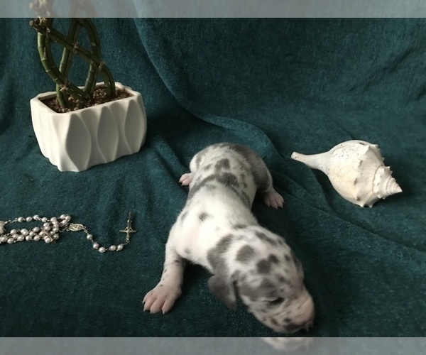 Medium Photo #13 Great Dane Puppy For Sale in DIGHTON, MA, USA