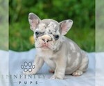 Small #3 French Bulldog