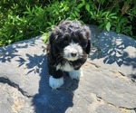 Puppy 2 Cocker Spaniel-Havanese Mix