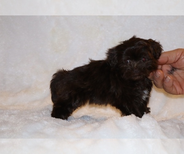Medium Photo #4 ShihPoo Puppy For Sale in DYERSBURG, TN, USA
