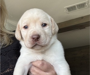 Labrador Retriever Puppy for sale in MONROE, MI, USA