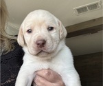 Small Labrador Retriever