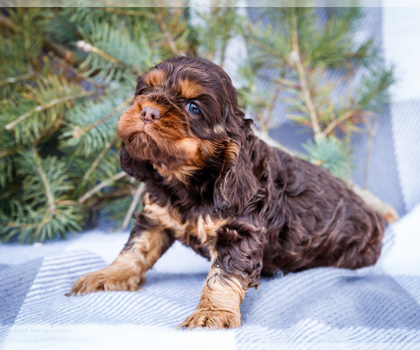 Medium Photo #8 Cocker Spaniel Puppy For Sale in WAKARUSA, IN, USA