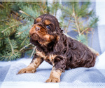 Small #7 Cocker Spaniel