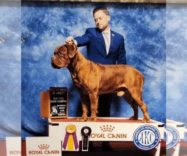 Medium Photo #1 Dogue de Bordeaux Puppy For Sale in NEW CASTLE, IN, USA