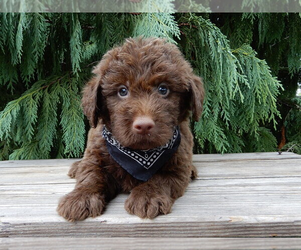 Medium Photo #4 Labradoodle Puppy For Sale in MILLERSBURG, OH, USA