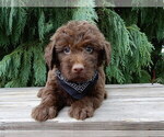 Small #3 Labradoodle