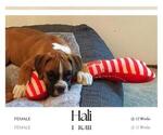 Small Photo #1 Boxer Puppy For Sale in ALBUQUERQUE, NM, USA