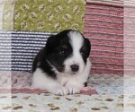 Small Photo #57 Miniature Australian Shepherd Puppy For Sale in HARRISON, OH, USA
