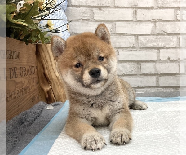 Medium Photo #8 Shiba Inu Puppy For Sale in LOS ANGELES, CA, USA