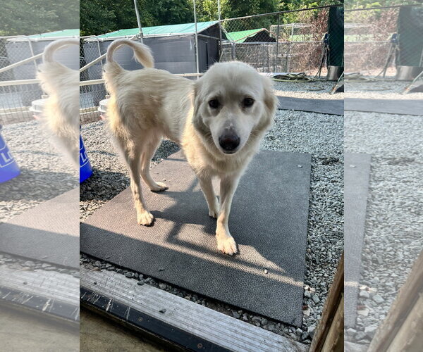 Medium Photo #4 Labrenees Puppy For Sale in Thomasville, NC, USA
