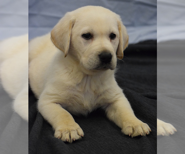 Medium Photo #1 Labrador Retriever Puppy For Sale in SENECA, KS, USA