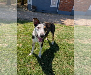 Blue - Male Australian Shepherd-Unknown Mix Dog for Adoption - Photo #6