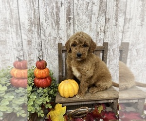 Goldendoodle Puppy for sale in PEEBLES, OH, USA