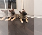 Small #1 German Shepherd Dog