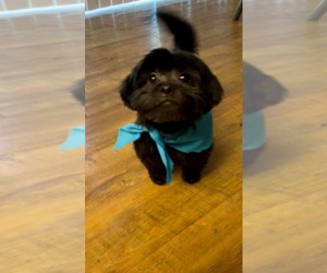 Shih Tzu Puppy for sale in SHAW A F B, SC, USA