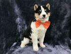 Small Photo #13 Shiba Inu Puppy For Sale in ELDORA, PA, USA