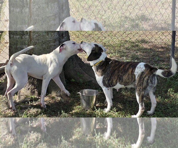 Medium Photo #5 Pointer-Unknown Mix Puppy For Sale in Houston, TX, USA