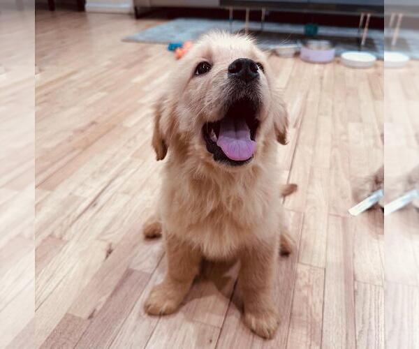 Medium Photo #4 Golden Retriever Puppy For Sale in SPRING VALLEY, NY, USA