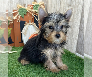 Yorkshire Terrier Dog for Adoption in DUNDEE, Ohio USA