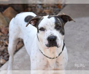 Boxer-Dalmatian Mix Dogs for adoption in The Woodlands, TX, USA