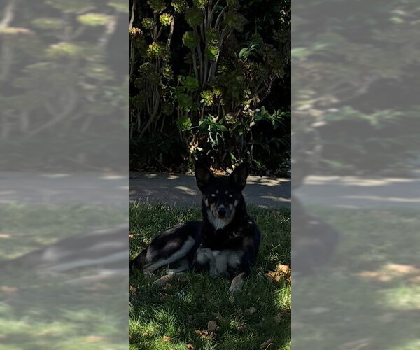 Medium Photo #1 Siberian Husky Puppy For Sale in Stockton, CA, USA