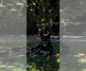 Siberian Husky Dogs for adoption in Stockton, CA, USA