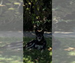 Small Siberian Husky