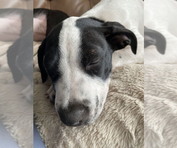 Medium Photo #6 Borador Puppy For Sale in Lakewood, CO, USA