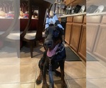 Small Photo #5 Doberman Pinscher Puppy For Sale in ROCKWALL, TX, USA