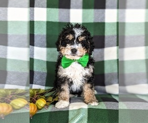 Miniature Bernedoodle-Poodle (Miniature) Mix Puppy for sale in OXFORD, PA, USA