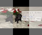Small Photo #9 Golden Labrador Puppy For Sale in ROCKFORD, MI, USA