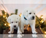 Small Photo #4 Labrador Retriever Puppy For Sale in LOGAN, UT, USA