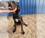 Small #12 Catahoula Leopard Dog