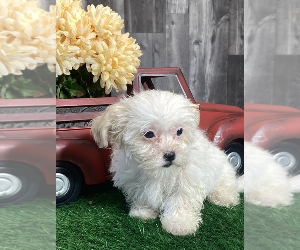Medium Photo #3 Zuchon Puppy For Sale in CANOGA, NY, USA