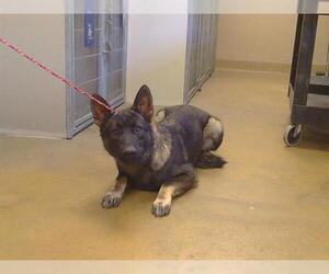 German Shepherd Dog Dogs for adoption in Sacramento, CA, USA