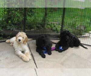 Goldendoodle Puppy for Sale in DORSET, Ohio USA