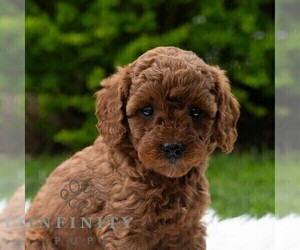 Poodle (Miniature) Puppy for sale in MADISONBURG, PA, USA