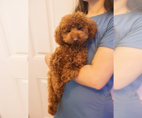 Medium Photo #1 Poodle (Toy) Puppy For Sale in CHARLOTTE, NC, USA