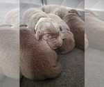 Small Photo #11 Labrador Retriever Puppy For Sale in FLAGLER, CO, USA